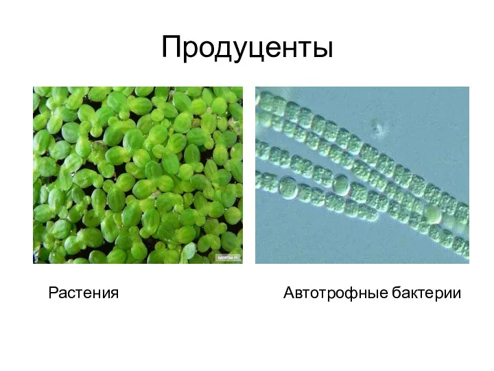 Продуценты Растения Автотрофные бактерии