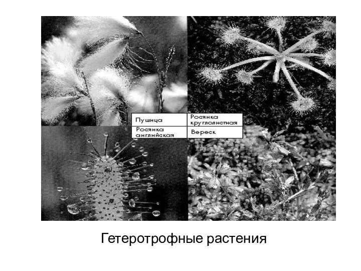 Гетеротрофные растения