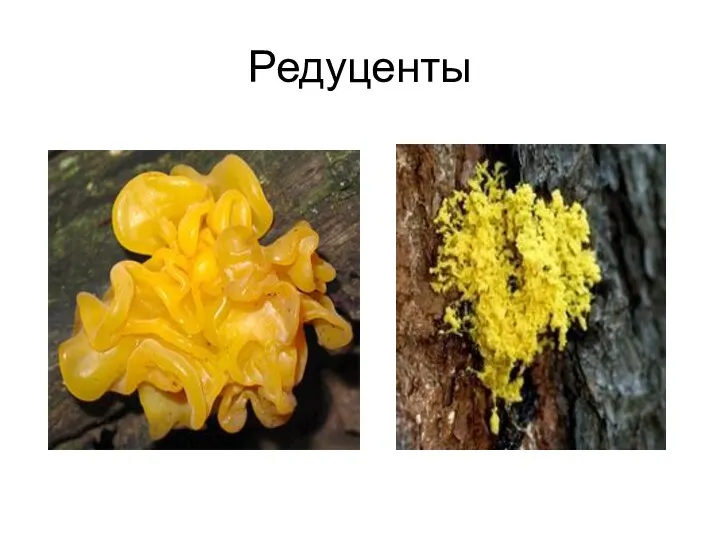 Редуценты