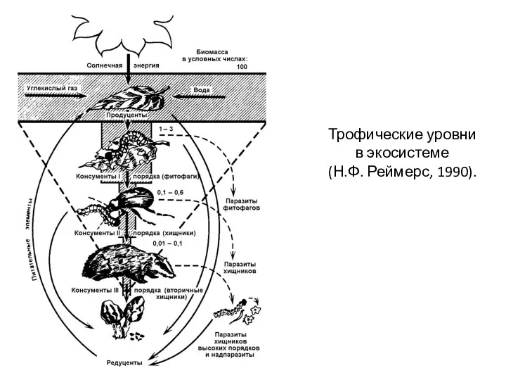 Трофические уровни в экосистеме (Н.Ф. Реймерс, 1990).