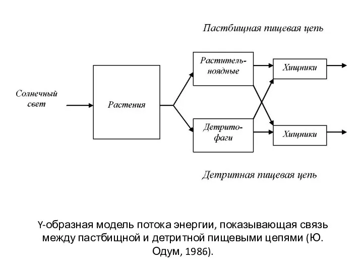 Y-образная модель потока энергии, показывающая связь между пастбищной и детритной пищевыми цепями (Ю. Одум, 1986).