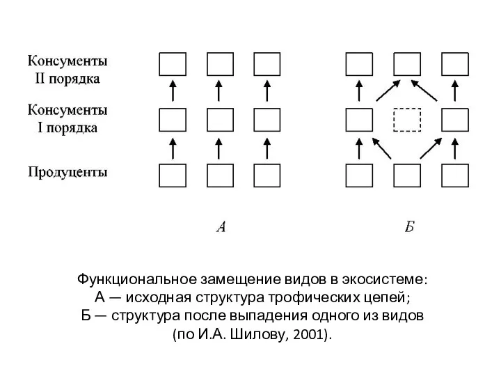 Функциональное замещение видов в экосистеме: А — исходная структура трофических