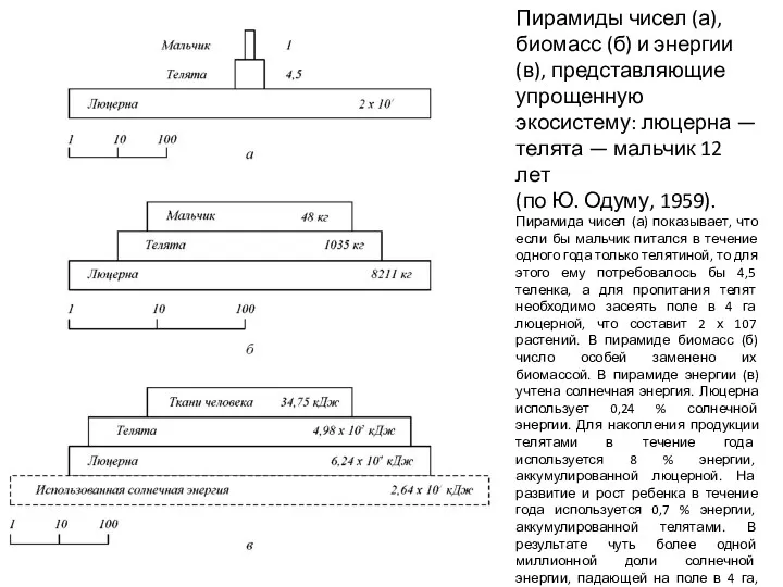 Пирамиды чисел (а), биомасс (б) и энергии (в), представляющие упрощенную
