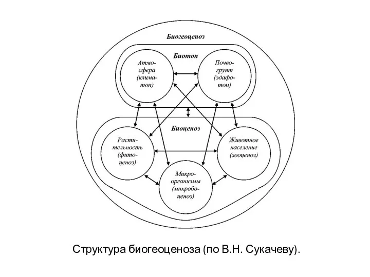 Структура биогеоценоза (по В.Н. Сукачеву).