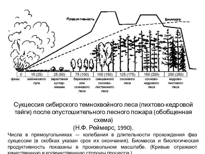 Сукцессия сибирского темнохвойного леса (пихтово-кедровой тайги) после опустошительного лесного пожара