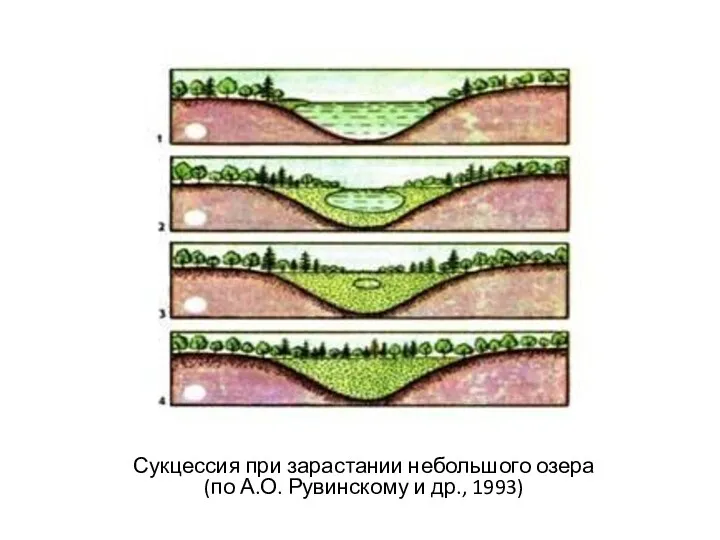 Сукцессия при зарастании небольшого озера (по А.О. Рувинскому и др., 1993)