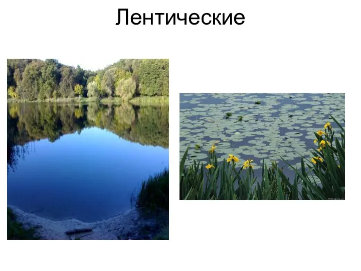 Лентические