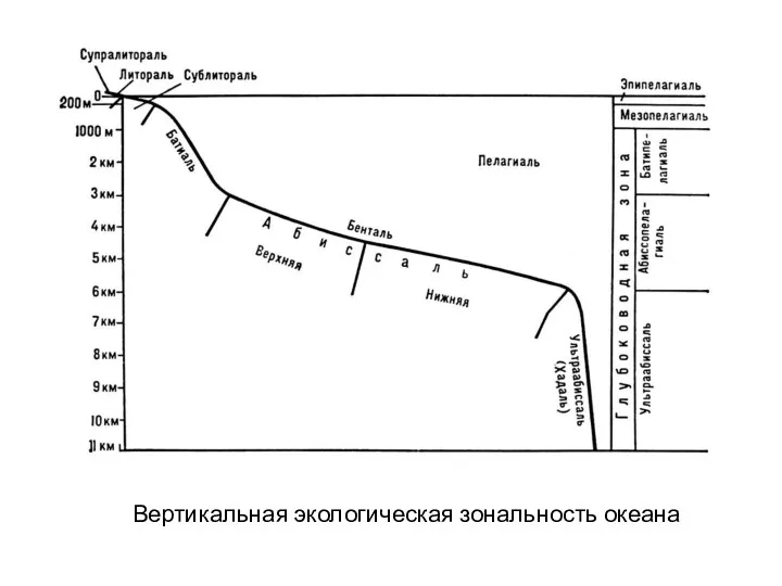 Вертикальная экологическая зональность океана