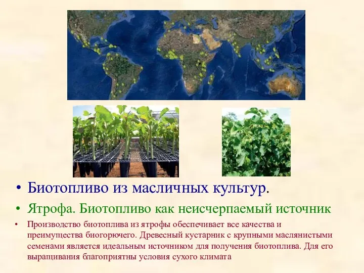 Биотопливо из масличных культур. Ятрофа. Биотопливо как неисчерпаемый источник Производство