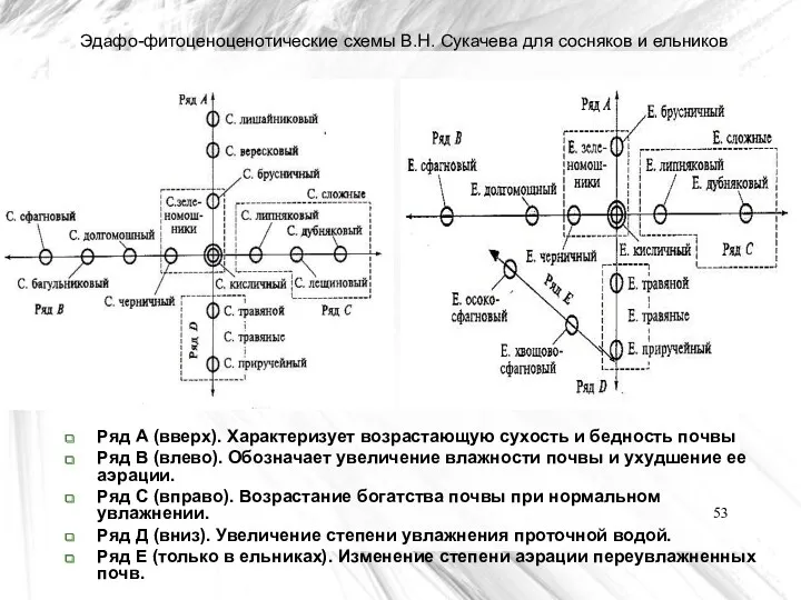 Эдафо-фитоценоценотические схемы В.Н. Сукачева для сосняков и ельников Ряд А