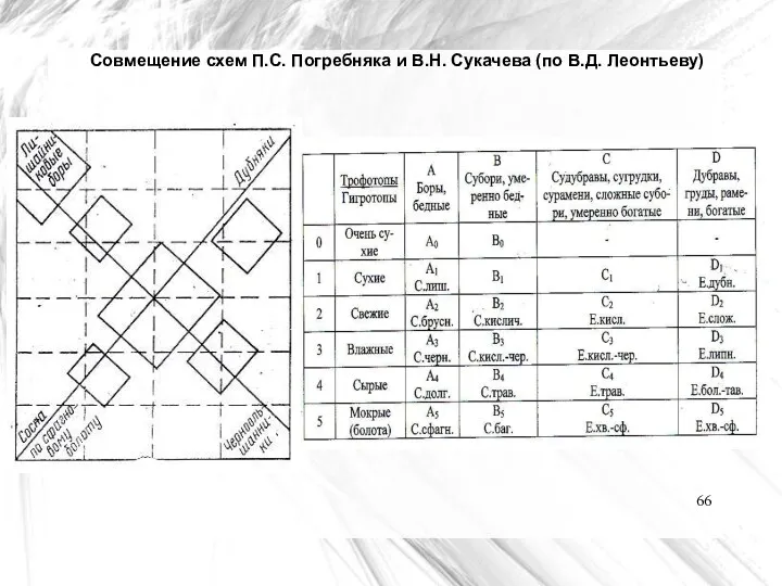 Совмещение схем П.С. Погребняка и В.Н. Сукачева (по В.Д. Леонтьеву)