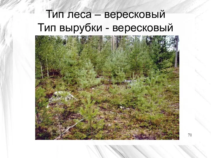 Тип леса – вересковый Тип вырубки - вересковый