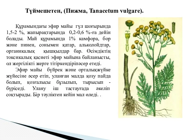 Түймешетен, (Пижма, Tanacetum vulgare). Құрамындағы эфир майы гүл шоғырында 1,5-2