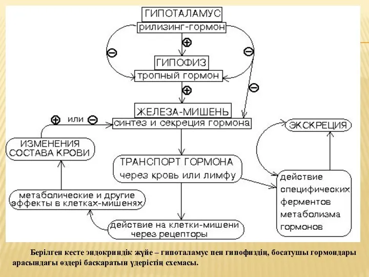 Берілген кесте эндокриндік жүйе – гипоталамус пен гипофиздің, босатушы гормондары арасындағы өздері басқаратын үдерістің схемасы.