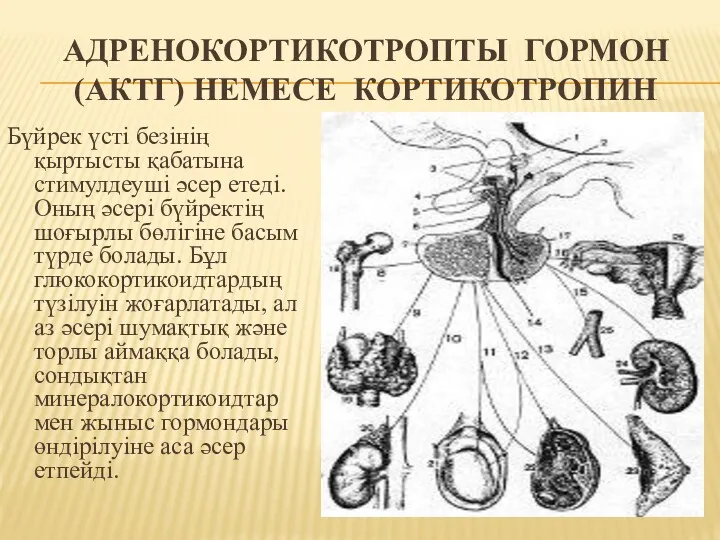 АДРЕНОКОРТИКОТРОПТЫ ГОРМОН (АКТГ) НЕМЕСЕ КОРТИКОТРОПИН Бүйрек үсті безінің қыртысты қабатына