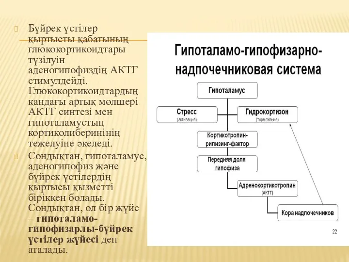 Бүйрек үстілер қыртысты қабатының глюкокортикоидтары түзілуін аденогипофиздің АКТГ стимулдейді. Глюкокортикоидтардың