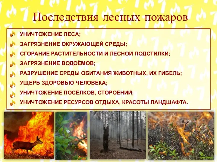 Последствия лесных пожаров УНИЧТОЖЕНИЕ ЛЕСА; ЗАГРЯЗНЕНИЕ ОКРУЖАЮЩЕЙ СРЕДЫ; СГОРАНИЕ РАСТИТЕЛЬНОСТИ И ЛЕСНОЙ ПОДСТИЛКИ;