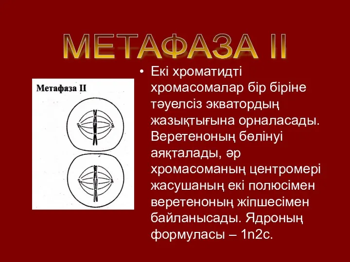 Екі хроматидті хромасомалар бір біріне тәуелсіз экватордың жазықтығына орналасады. Веретеноның