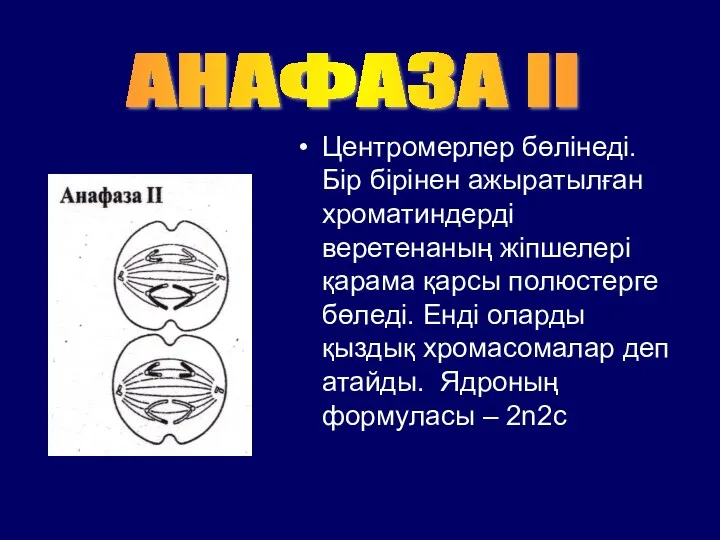 Центромерлер бөлінеді. Бір бірінен ажыратылған хроматиндерді веретенаның жіпшелері қарама қарсы