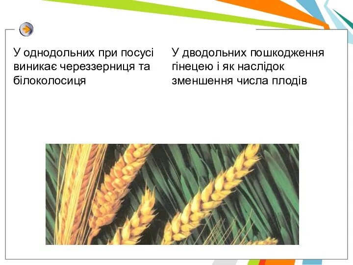 У однодольних при посусi виникає череззерниця та бiлоколосиця У дводольних