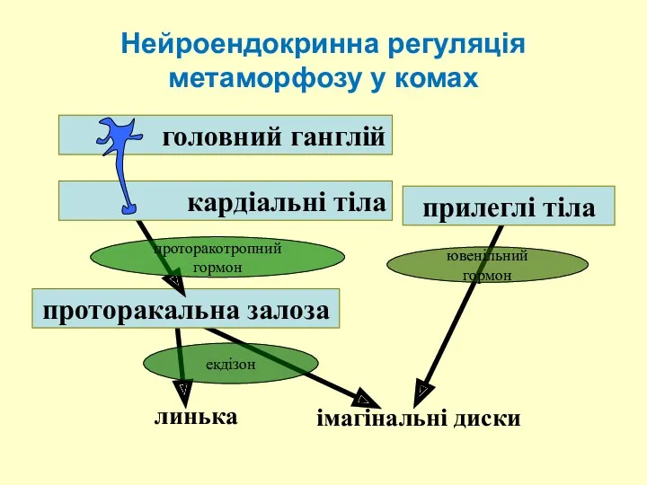 Нейроендокринна регуляція метаморфозу у комах