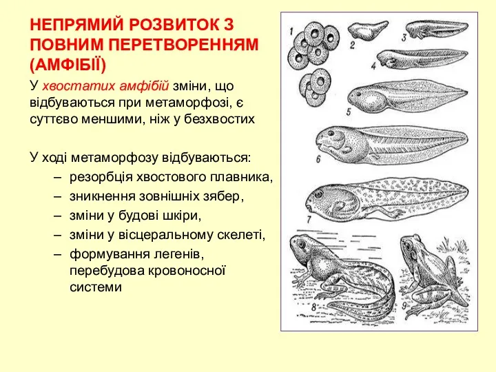 НЕПРЯМИЙ РОЗВИТОК З ПОВНИМ ПЕРЕТВОРЕННЯМ (АМФІБІЇ) У хвостатих амфібій зміни,