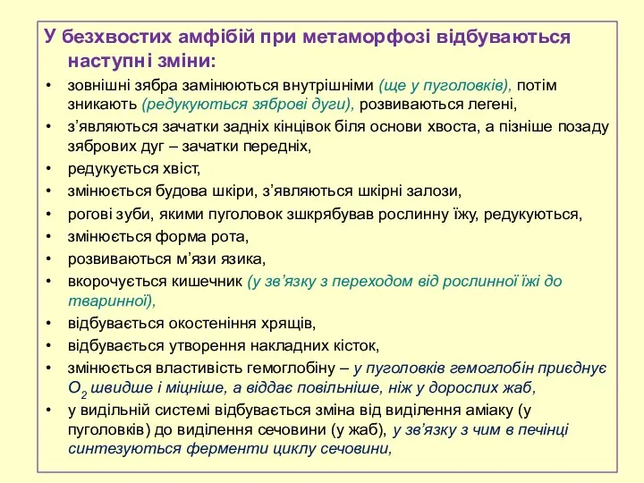 У безхвостих амфібій при метаморфозі відбуваються наступні зміни: зовнішні зябра