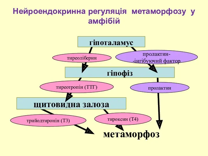 Нейроендокринна регуляція метаморфозу у амфібій