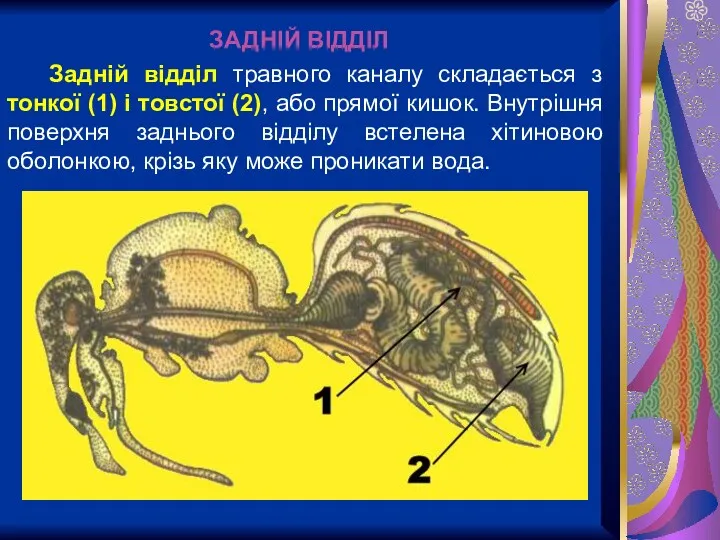 ЗАДНІЙ ВІДДІЛ Задній відділ травного каналу складається з тонкої (1)