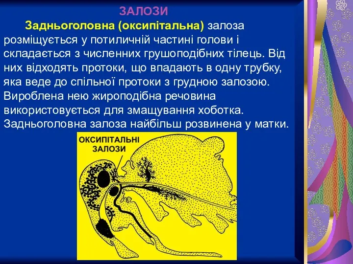 ЗАЛОЗИ Задньоголовна (оксипітальна) залоза розміщується у потиличній частині голови і