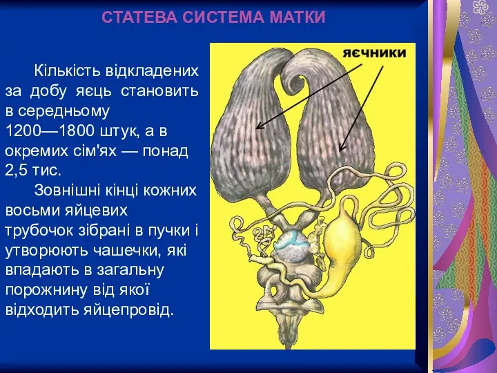 Кількість відкладених за добу яєць становить в середньому 1200—1800 штук,