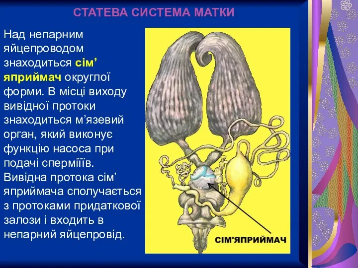 Над непарним яйцепроводом знаходиться сім’яприймач округлої форми. В місці виходу