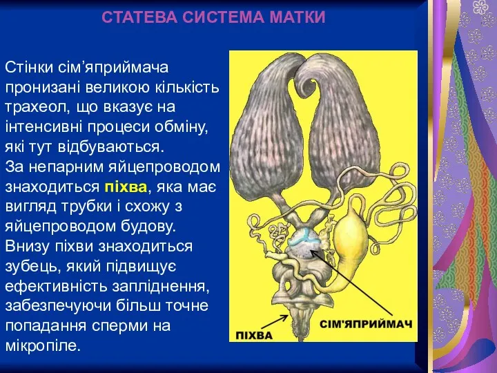 Стінки сім’яприймача пронизані великою кількість трахеол, що вказує на інтенсивні