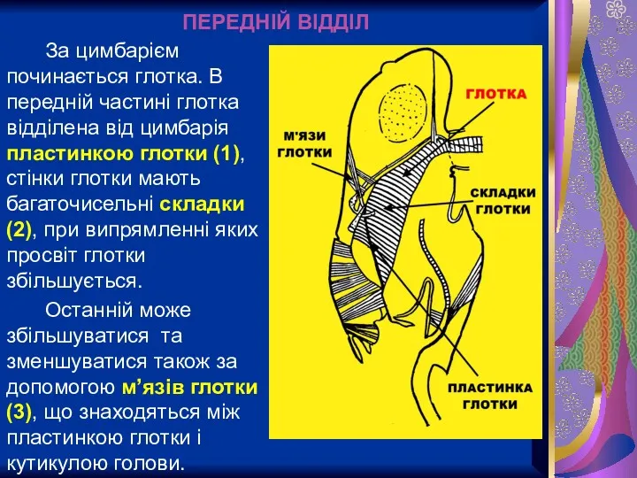 ПЕРЕДНІЙ ВІДДІЛ За цимбарієм починається глотка. В передній частині глотка