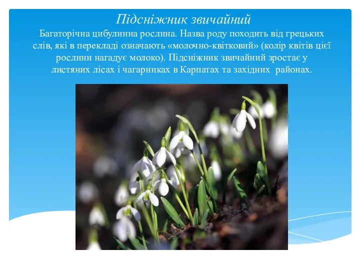 Підсніжник звичайний Багаторічна цибулинна рослина. Назва роду походить від грецьких