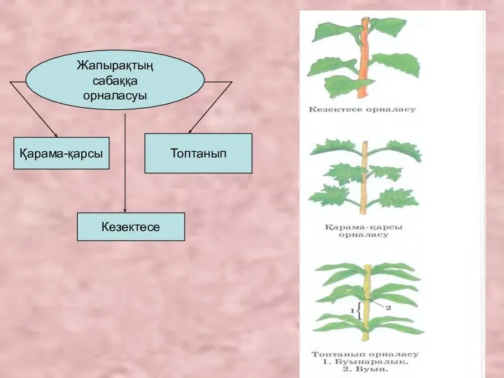 Жапырақтың сабаққа орналасуы Қарама-қарсы Топтанып Кезектесе