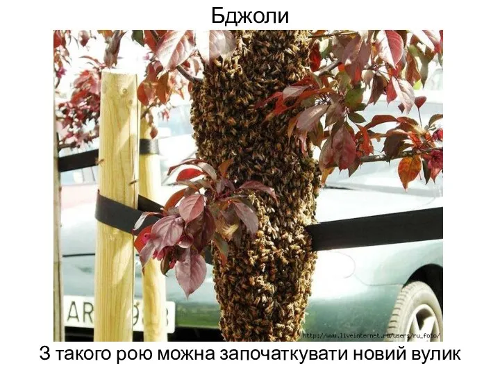 Бджоли З такого рою можна започаткувати новий вулик