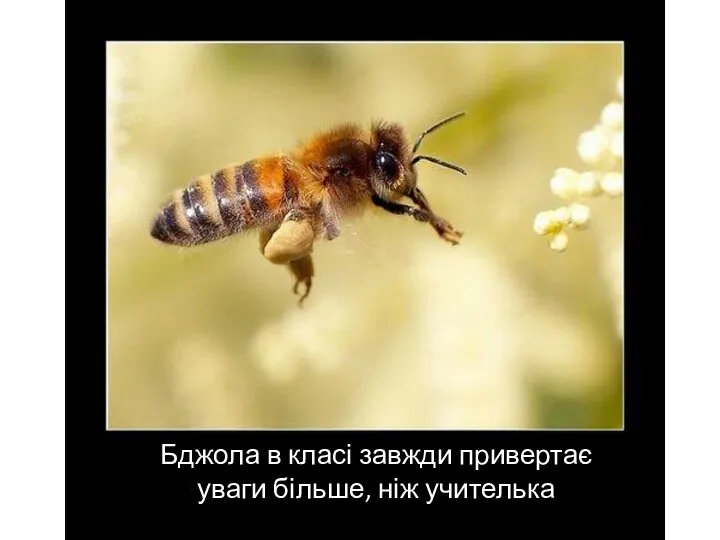 Бджола в класі завжди привертає уваги більше, ніж учителька