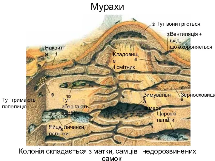 Мурахи Колонія складається з матки, самців і недорозвинених самок Накриття