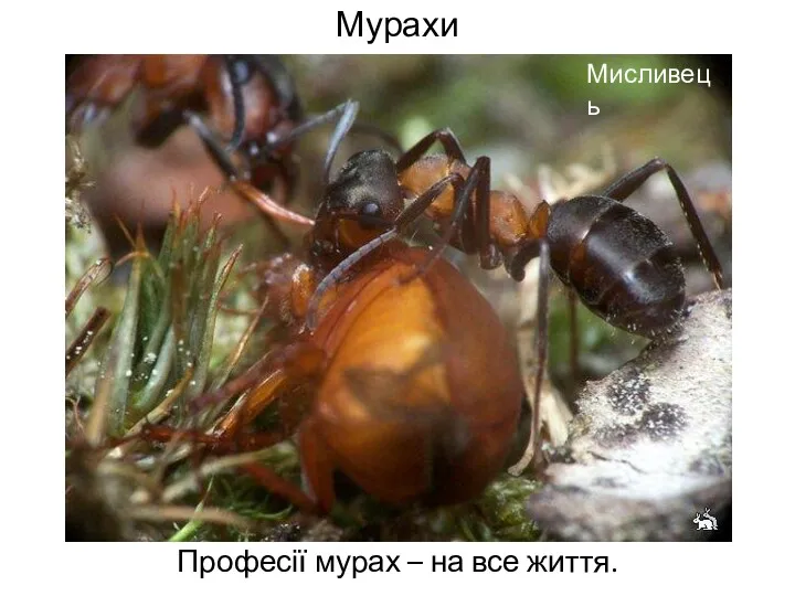 Мурахи Професії мурах – на все життя. Мисливець