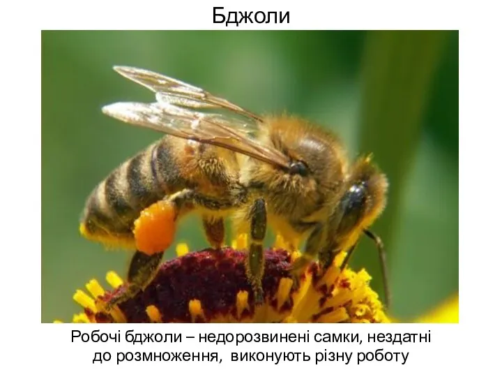 Бджоли Робочі бджоли – недорозвинені самки, нездатні до розмноження, виконують різну роботу
