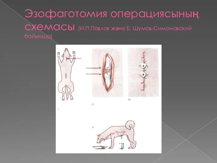 Эзофаготомия операциясының схемасы (И.П.Павлов және Е. Шумов-Симоновский бойынша)