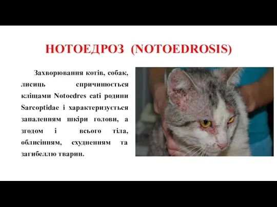 НОТОЕДРОЗ (NOTOEDROSIS) Захворювання котів, собак, лисиць спричинюється кліщами Notoedres cati
