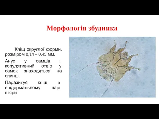 Морфологія збудника Кліщ округлої форми, розміром 0,14 – 0,45 мм. Анус у самців
