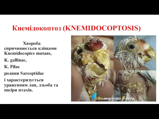 Кнемідокоптоз (KNEMIDOCOPTOSIS) Хвороба спричинюється кліщами Knemidocoptes mutans, K. gallinae, K. Pilae родини Sarcoptidae