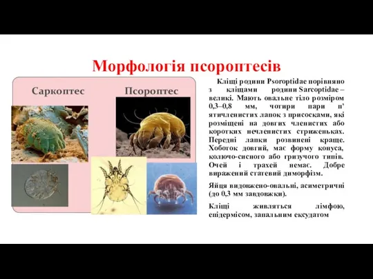 Морфологія псороптесів Кліщі родини Psoroptidae порівняно з кліщами родини Sarcoptidae – великі. Мають
