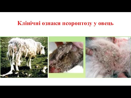 Клінічні ознаки псороптозу у овець