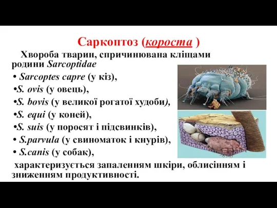 Саркоптоз (короста ) Хвороба тварин, спричинювана кліщами родини Sarcoptidae Sarcoptes capre (у кіз),