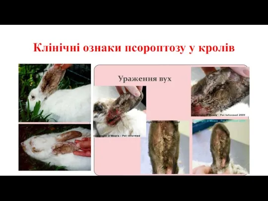 Клінічні ознаки псороптозу у кролів