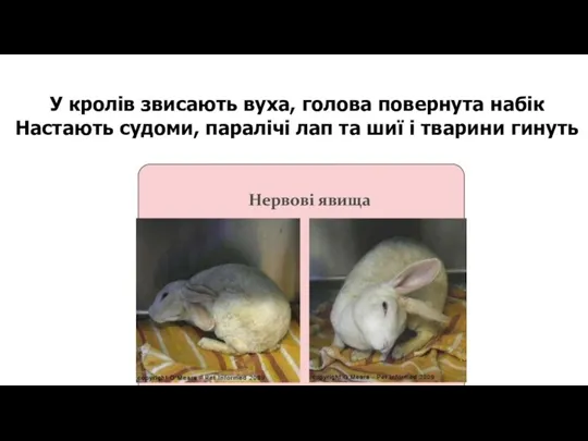У кролів звисають вуха, голова повернута набік Настають судоми, паралічі лап та шиї і тварини гинуть